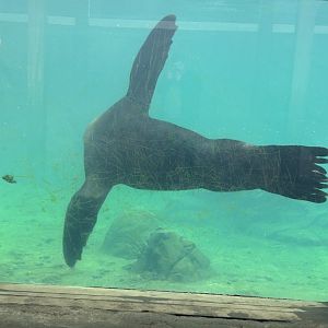 Steller’s sea lion swimming underwater