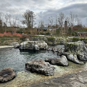 Steller’s sea lion exhibit