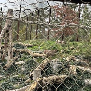 Cougar exhibit