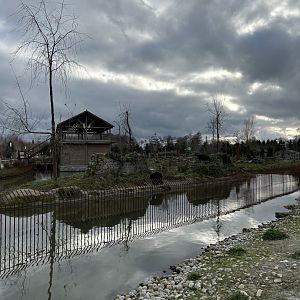 American black bear exhibit