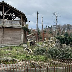 American black bear exhibit