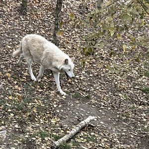 Mackenzie Valley wolf