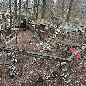 Raccoon and skunk exhibit