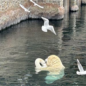 Polar bear playing in the water