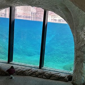 Polar bear underwater view
