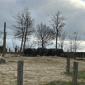 Asian elephants