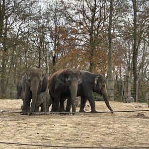 Asian elephants