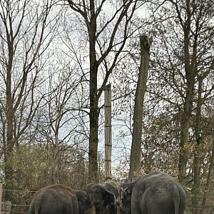 Asian elephants