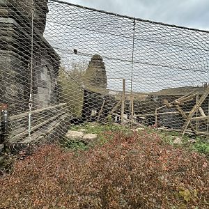 Black leopard exhibit