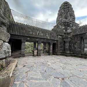 Black leopard exhibit