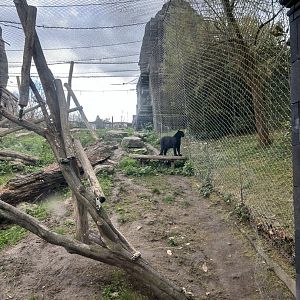 Black leopard exhibit