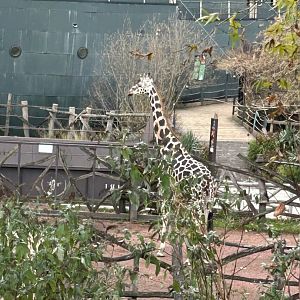 Rothschild’s giraffe