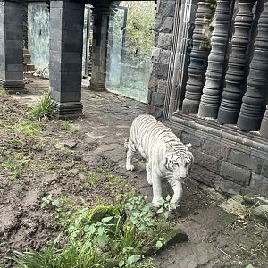 White tiger