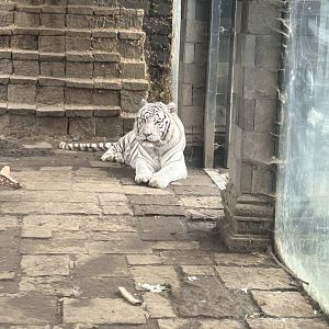 White tiger