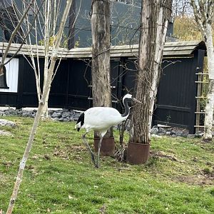 Red-crowned crane