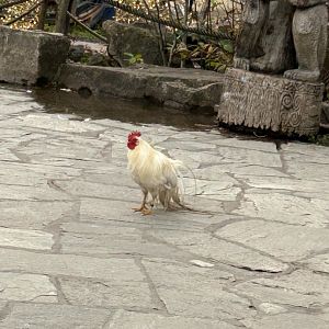 Onigadori chicken