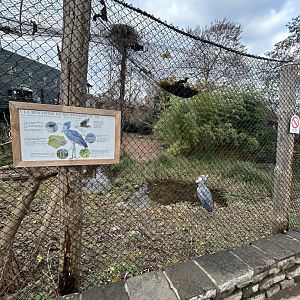 Shoebill aviary