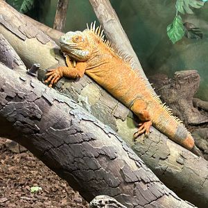 Green iguana