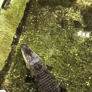 American alligator