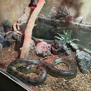 Reticulated python