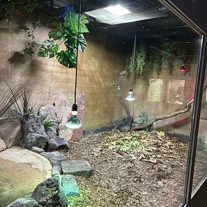 One of the reticulated python’s exhibits