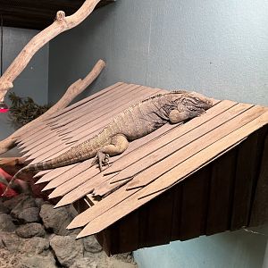Rock iguana