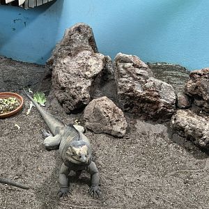 Rhino iguana