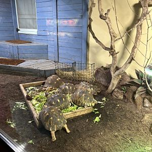 Red-footed tortoises