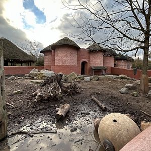 Red river hog exhibit