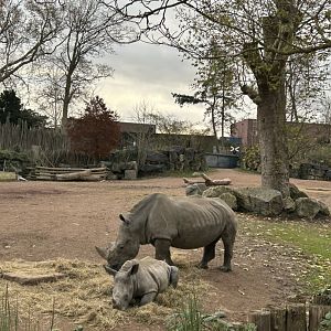 White rhinos
