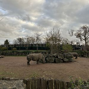 White rhino exhibit