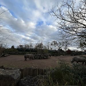 White rhino exhibit