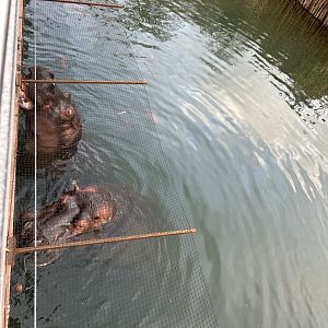 Hippopotami