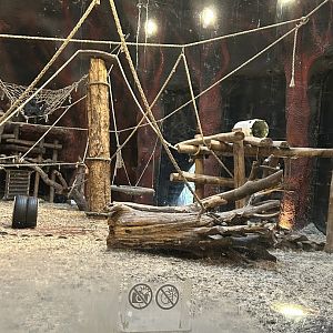 Western lowland gorilla indoor exhibit