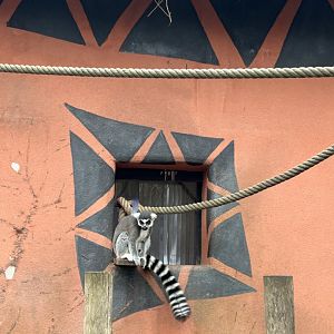 Ring-tailed lemur