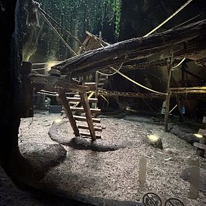 Western lowland gorilla indoor exhibit