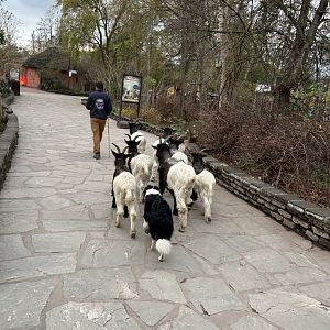 Border collie herding goats