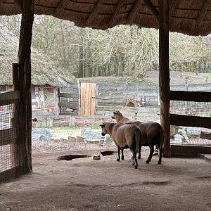 Cameroon sheep