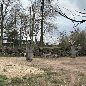 Mixed savannah exhibit