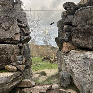 Cheetah viewing point