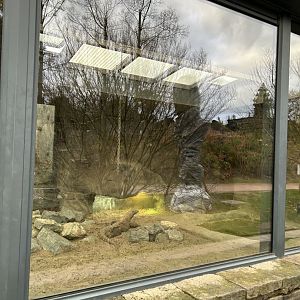 Komodo dragon exhibit