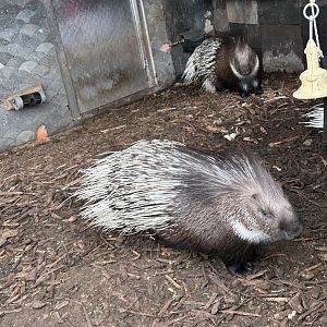Indian crested porcupine