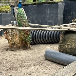 Indian peacock