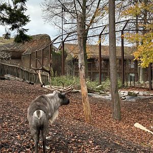 Reindeer