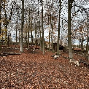 Reindeer exhibit