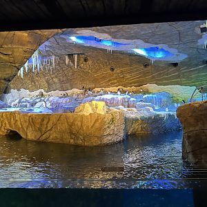 Penguin Cave