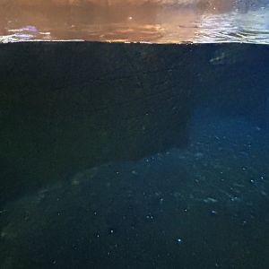 Penguin underwater view