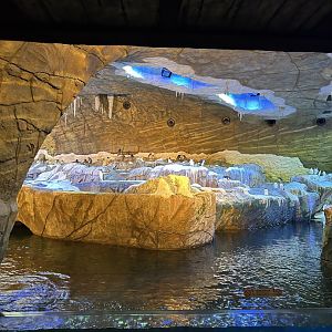 Penguin Cave