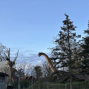 Eurasian fallow deer exhibit with longneck at the background