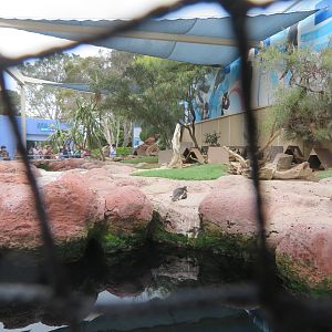 Magellanic Penguin Exhibit